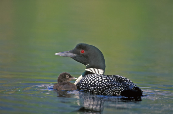 loon baby