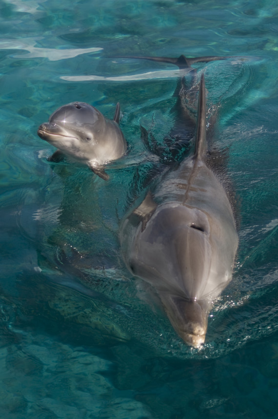 bottlenosed dolphin baby