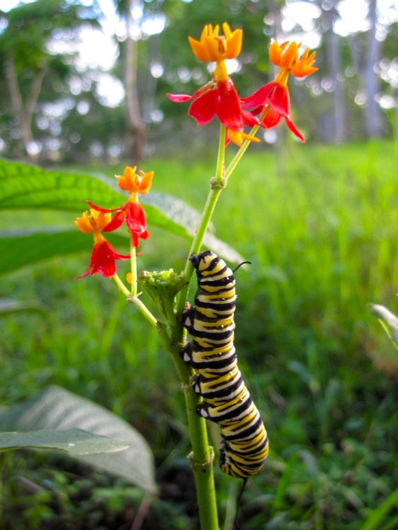 monarch butterfly baby