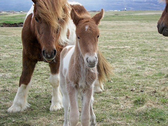 baby horse