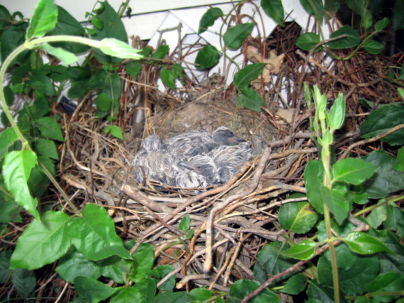 baby roadrunner