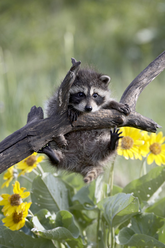 baby raccoon