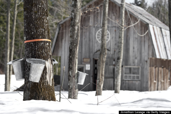 syrup quebec