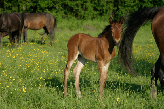 morgan horse baby