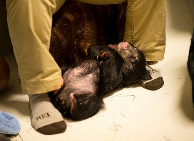 sloth bear cub