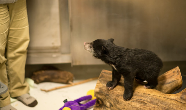 sloth bear