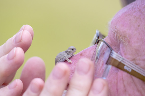 horned lizard baby