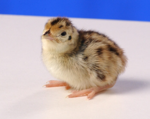 bobwhite quail baby