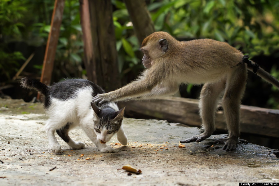 monkey cat massage