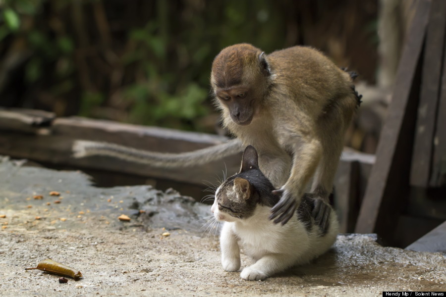 monkey massages cat