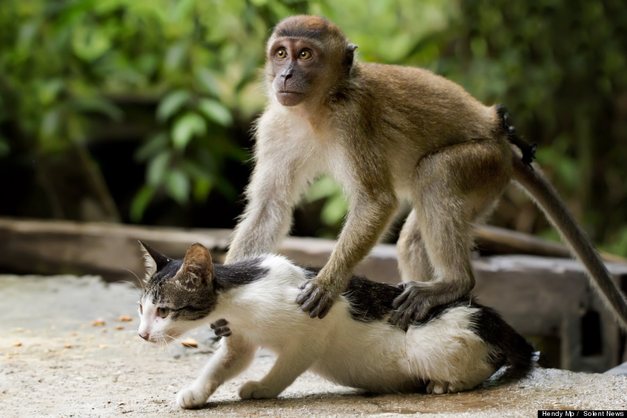 monkey massages cat
