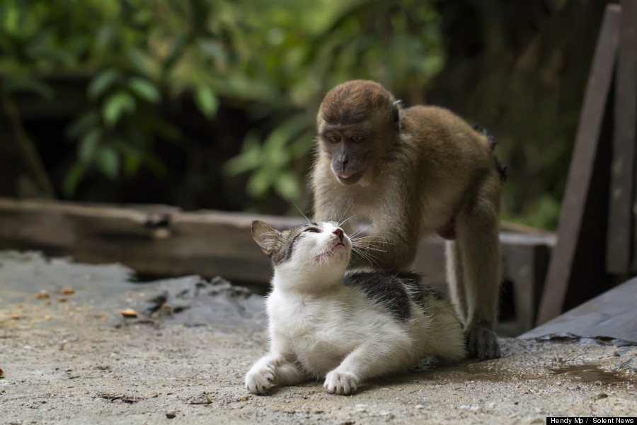 monkey massages cat