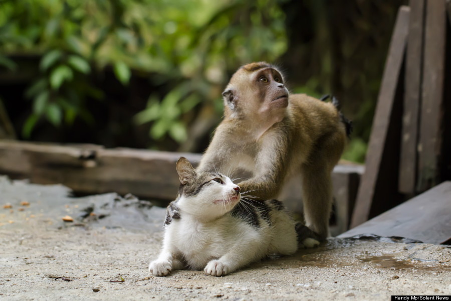 monkey massages cat