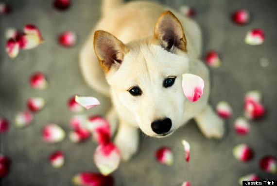 flower petals