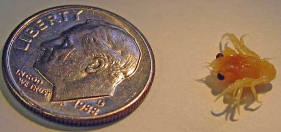 oregon swallowtail caterpillar