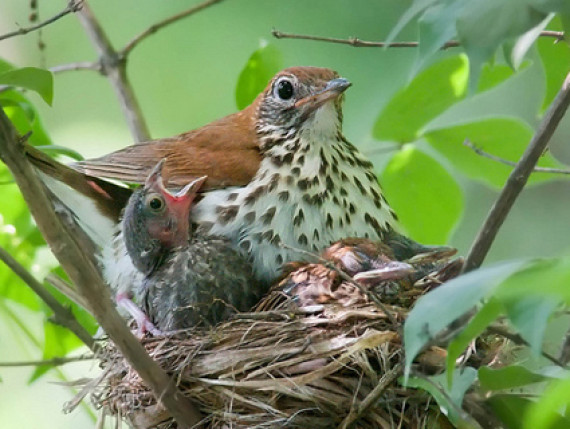 woodthrush