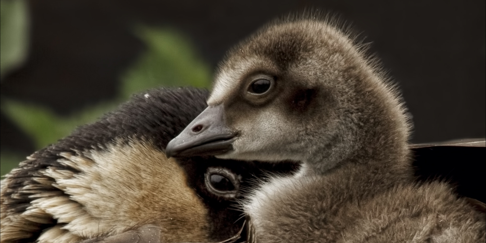 Endangered Nene Geese Spotted On Oahu For First Time Since 1700s