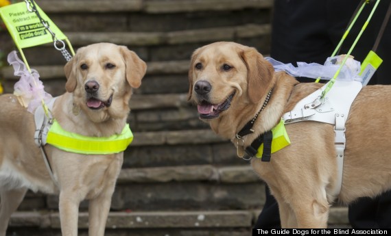 blind guide dogs