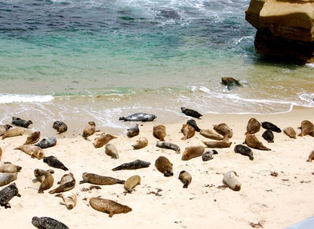 la jolla seals