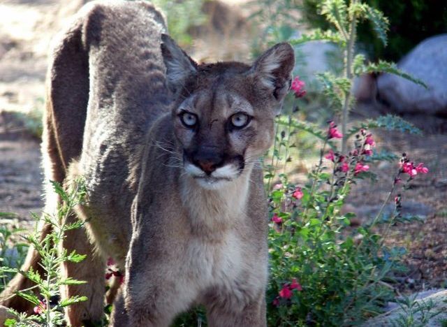 mountain lion