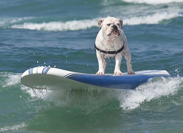 del mar dog beach