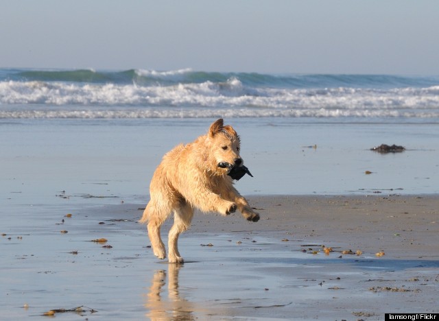 del mar dog beach