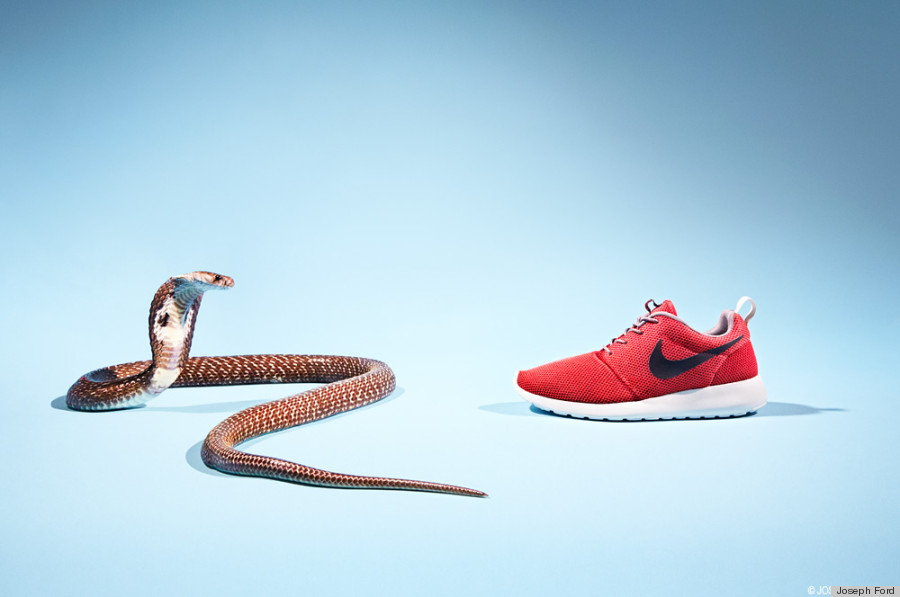 sneaker cobra