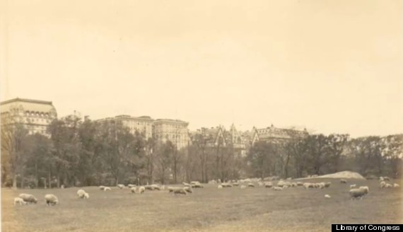 sheep meadow central park