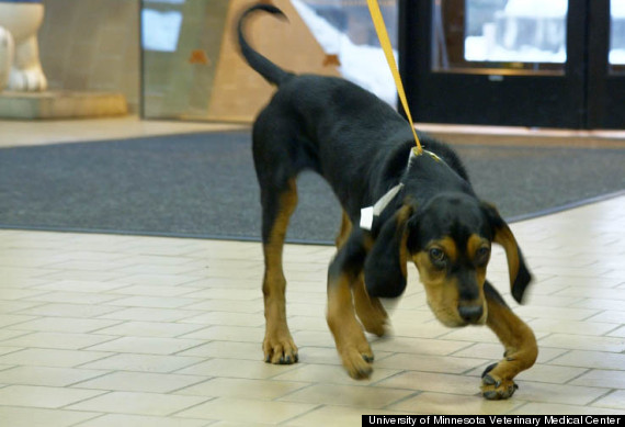 cupid the dog