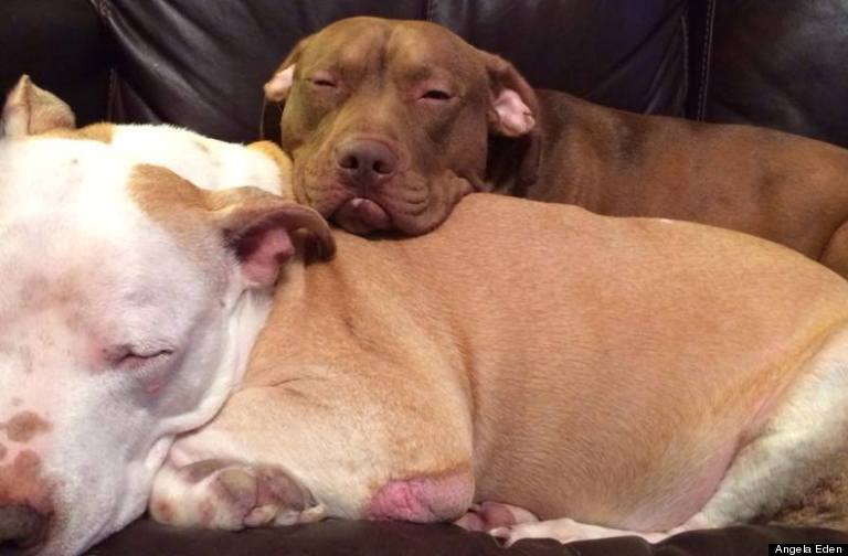 pit bulls