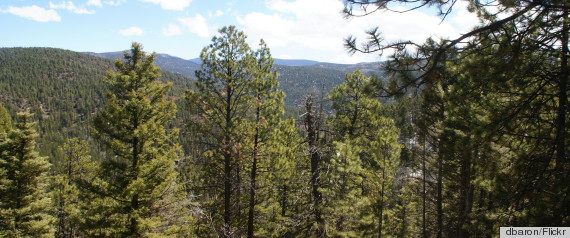 pine forest new mexico