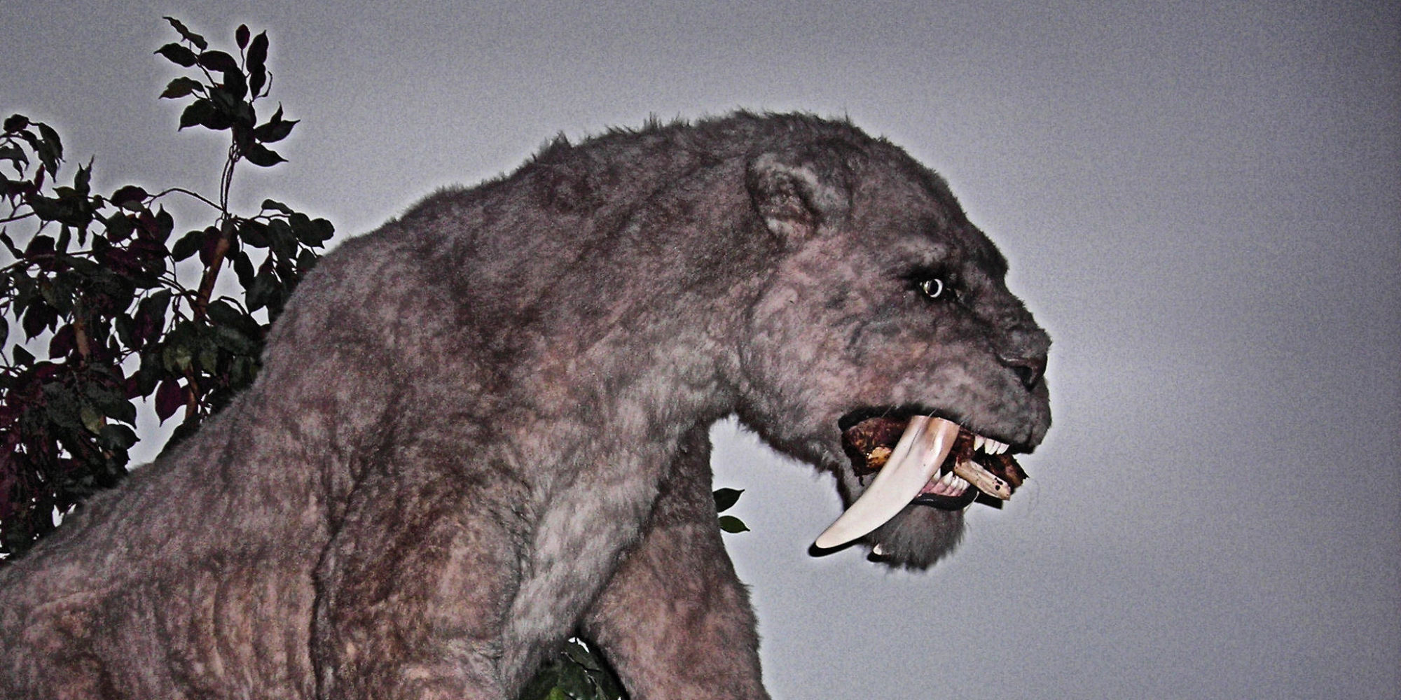 Saber-Toothed Tigers And Humans Met About 300,000 Years Ago At ...