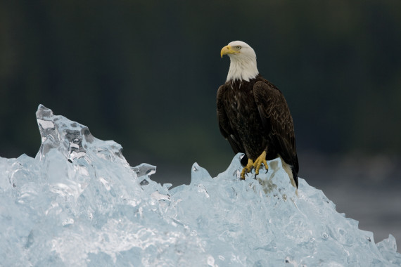 bald eagle