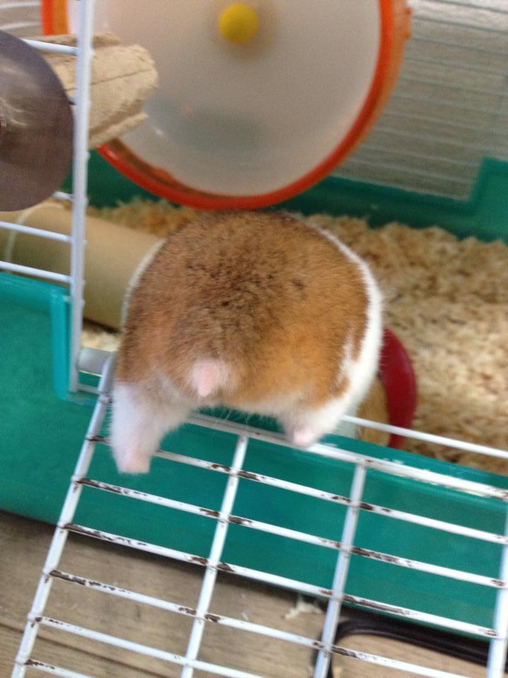 hamster butt facebook