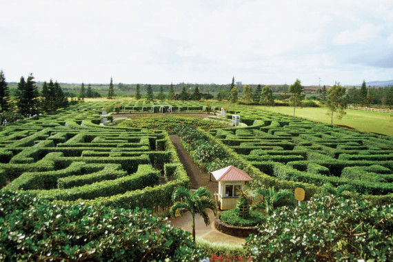 pineapple maze