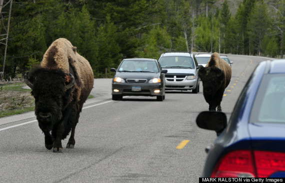 yellowstone bison