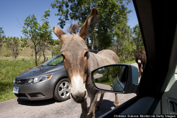 animals tourists