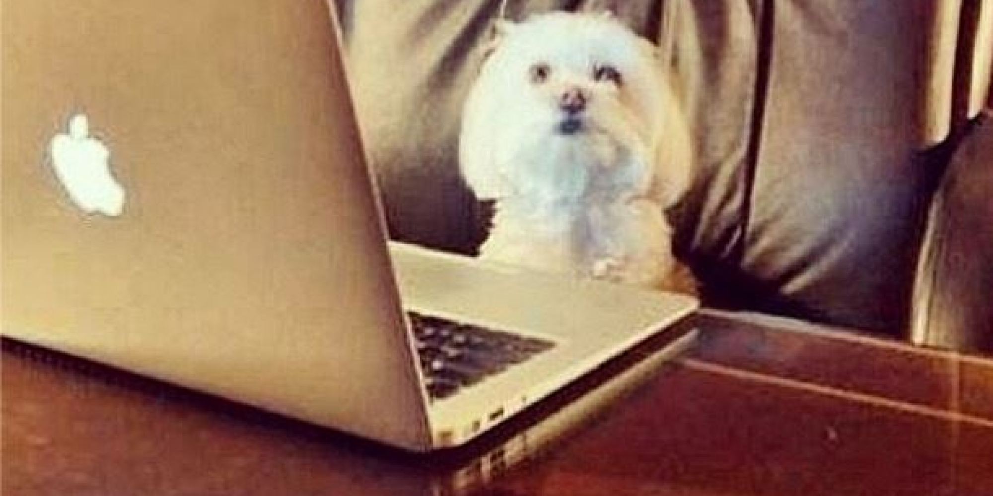 This Cute Little Pup's Online Dating Profile Is Lies, Lies, Lies