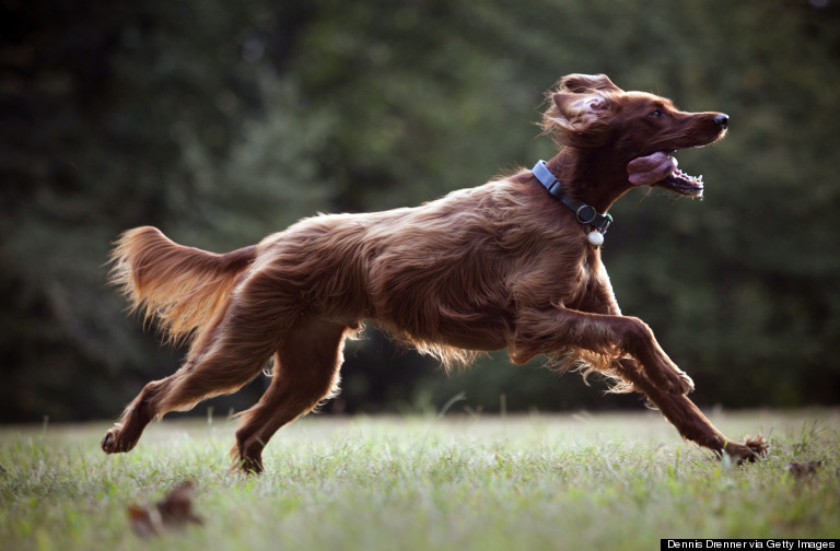 happy dog