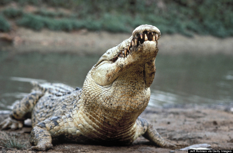 crocodile basking