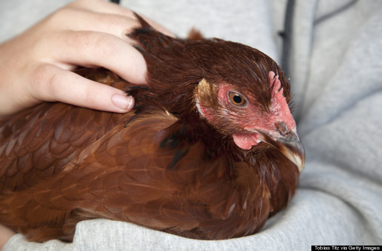 chickens cuddling