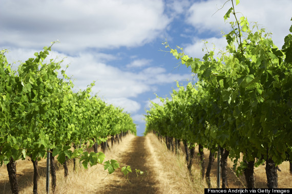 perth vineyard