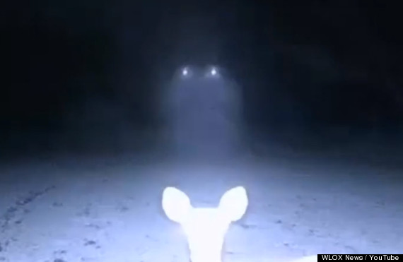 deercamufo