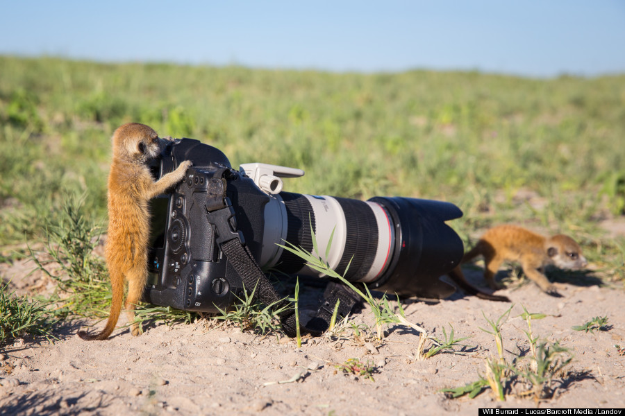 meerkat