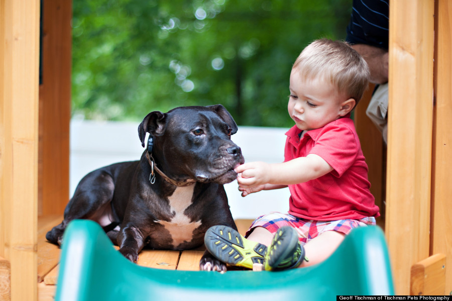 Michael Vick Dogfighting Dogs