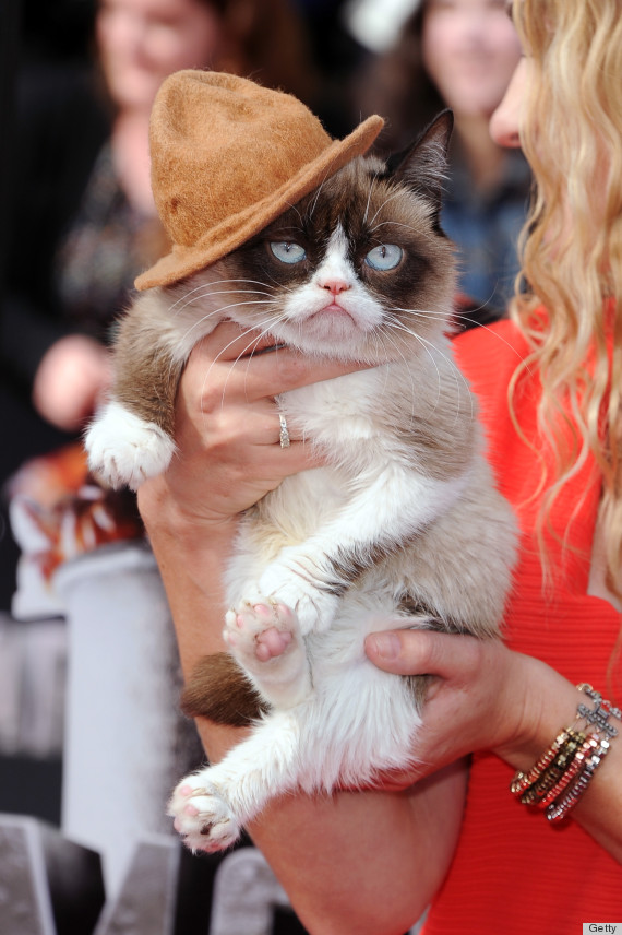 grumpy cat