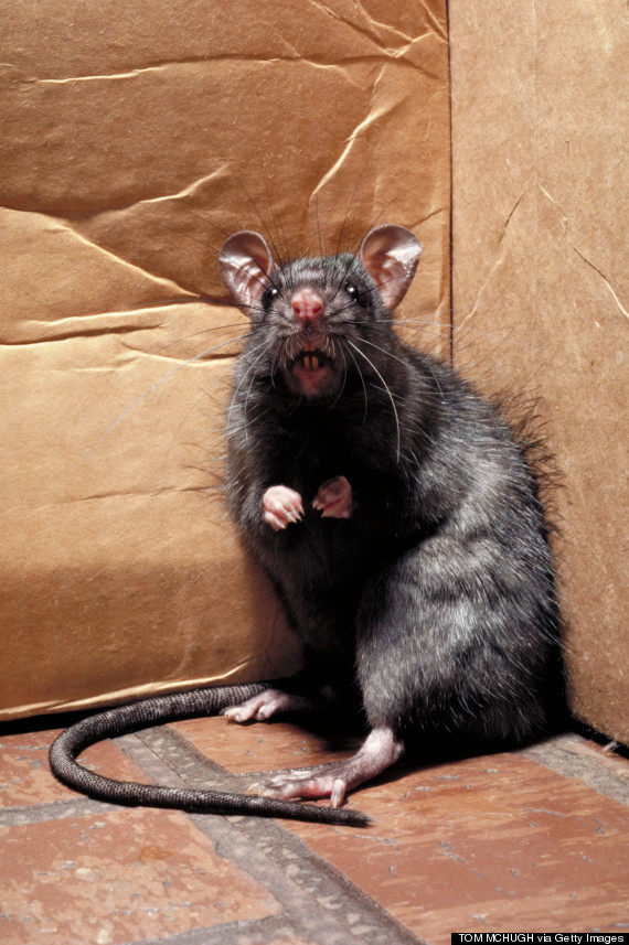 A photograph of a large rat captured in England is real, but it appears... 