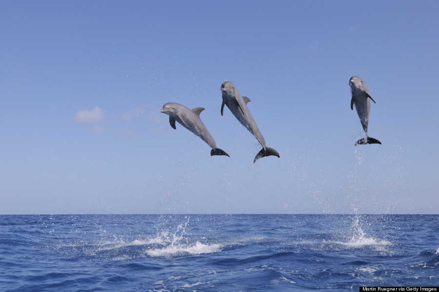 bottlenose dolphin