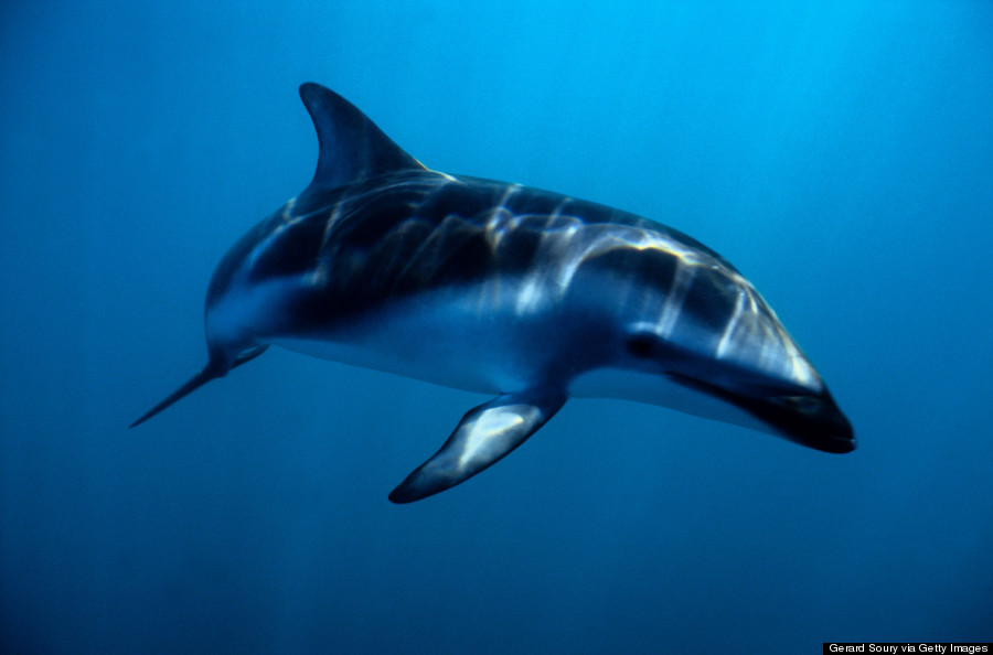 dusky dolphin