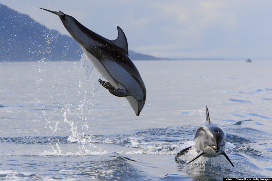 whitesided dolphin